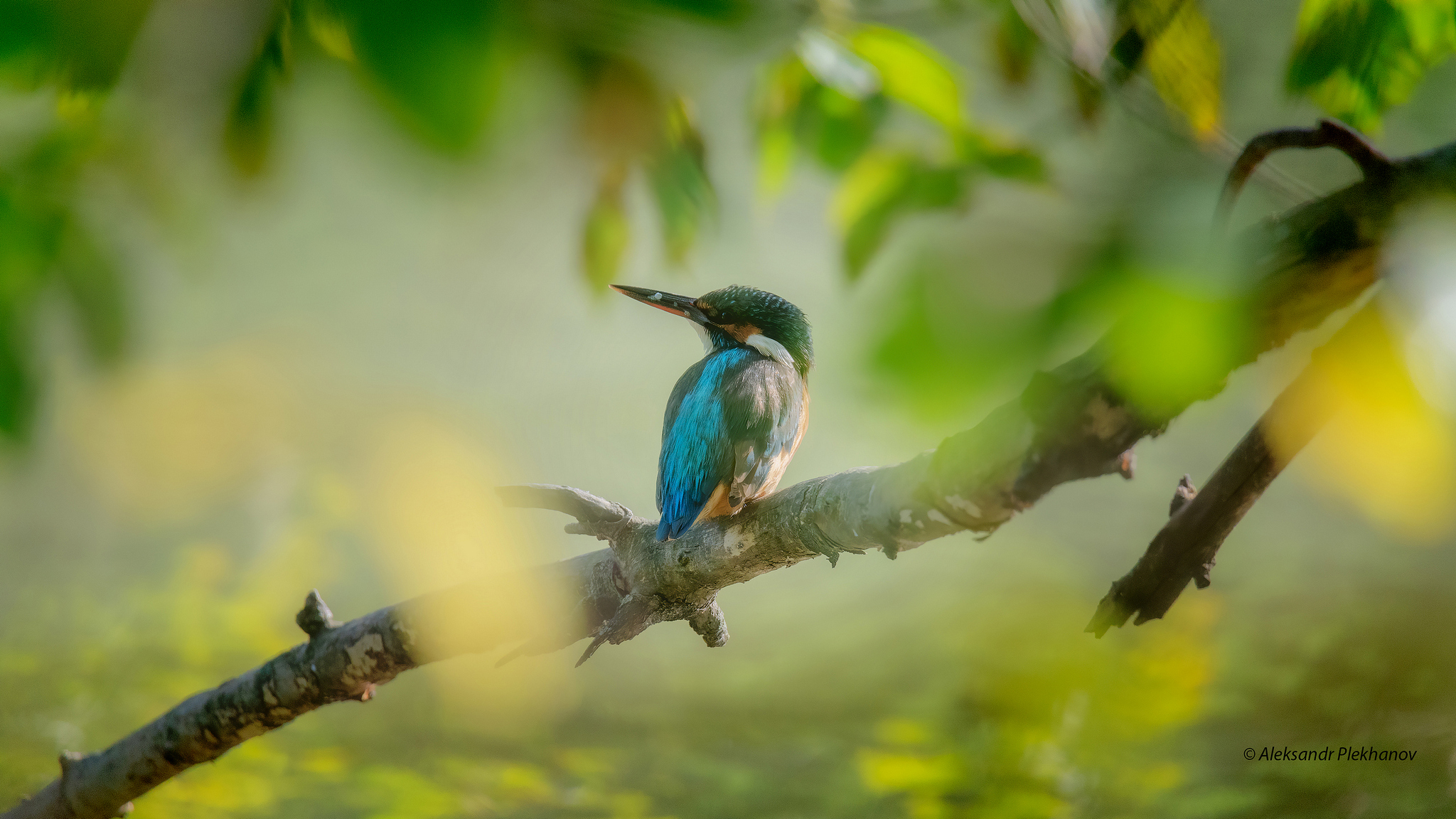 KINGFISHER