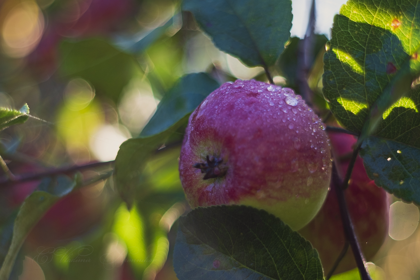 Яблочное утро