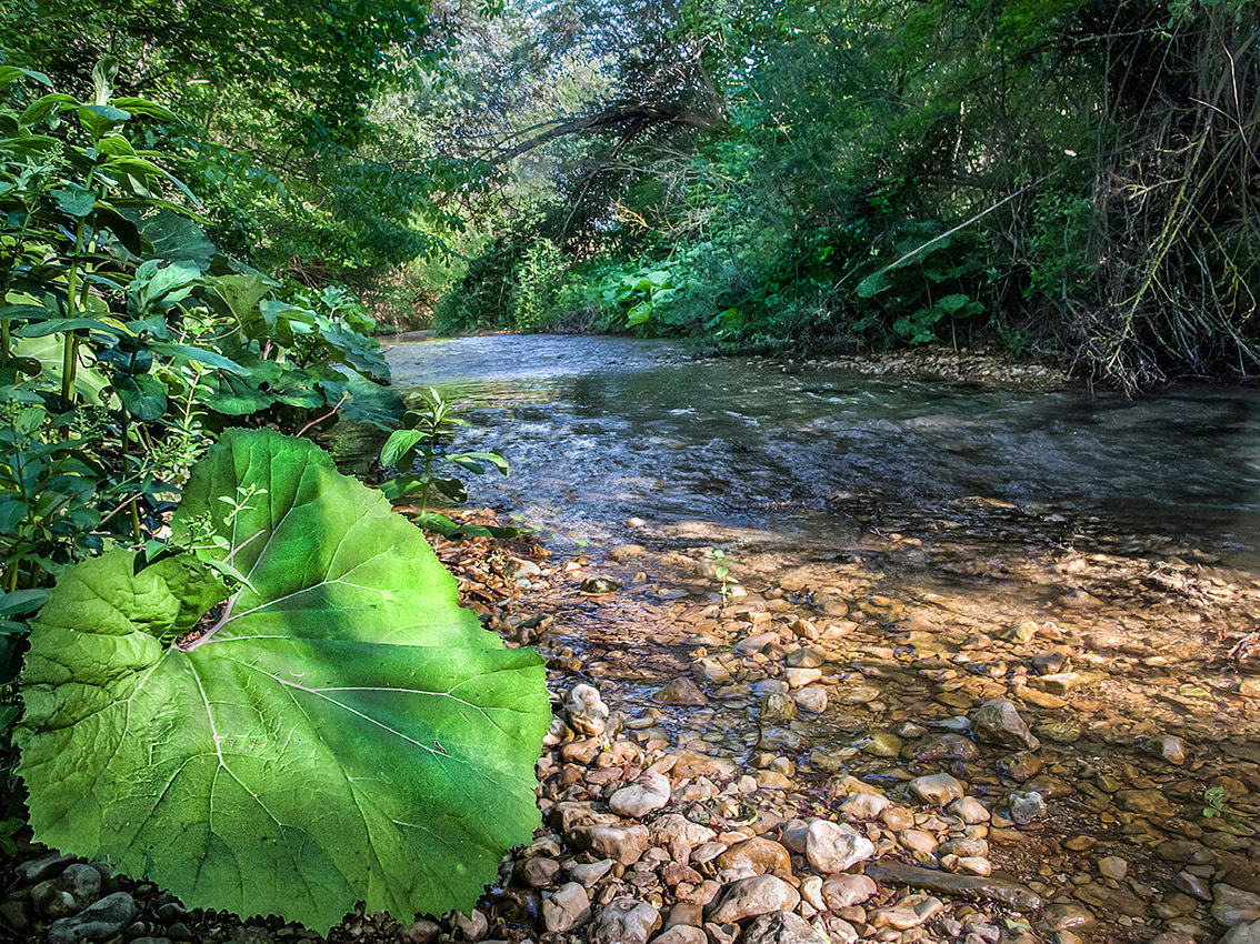 Флора лесных речек