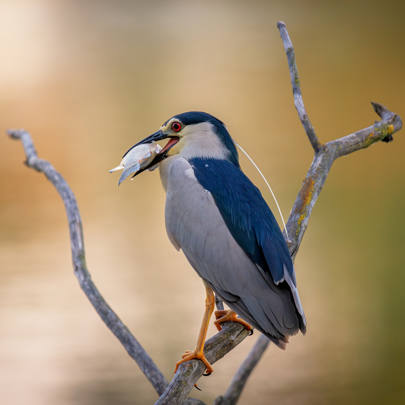 Утро на реке