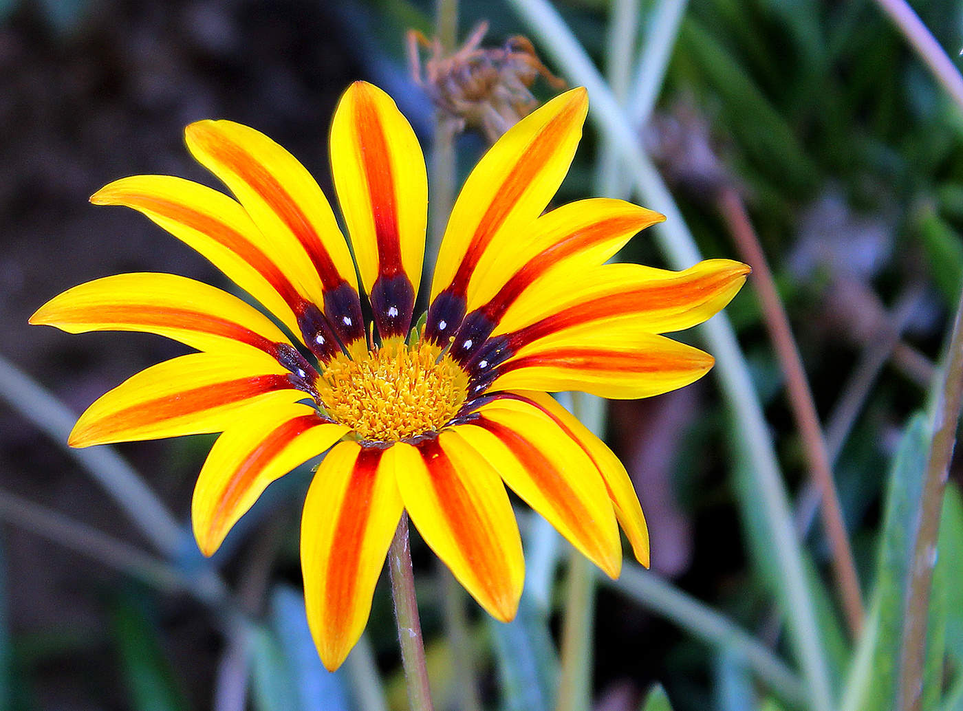 Солнечная гацания