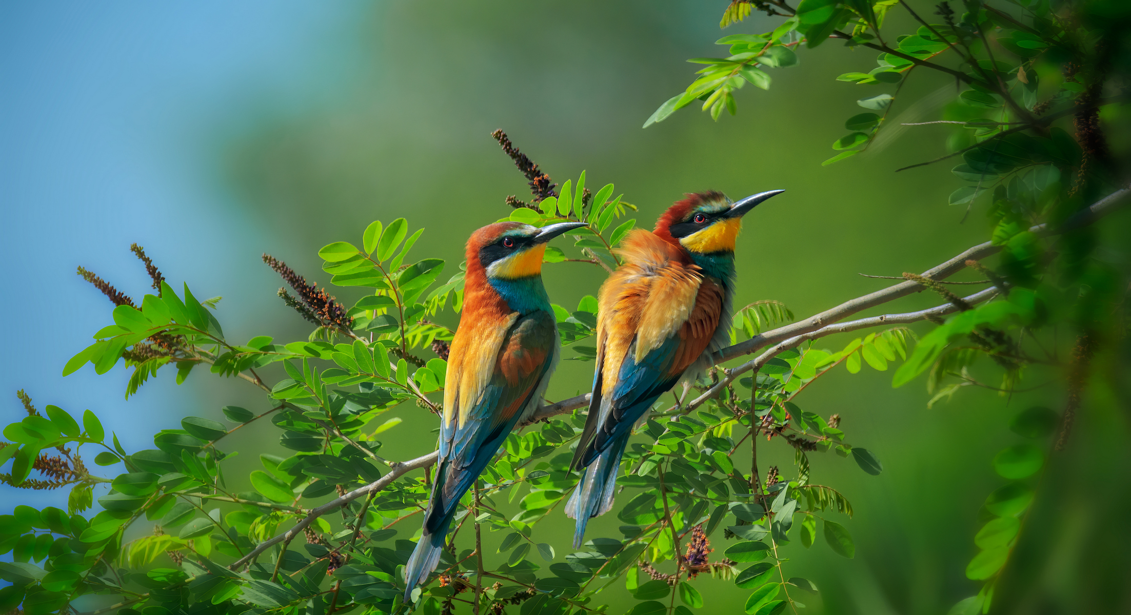 Щурки золотистые