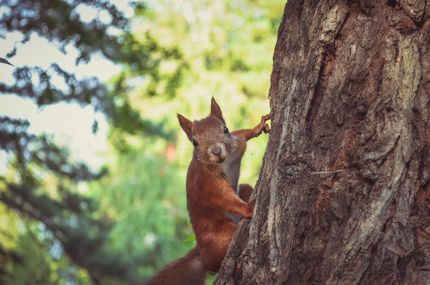 Ты снова меня фотографируешь?