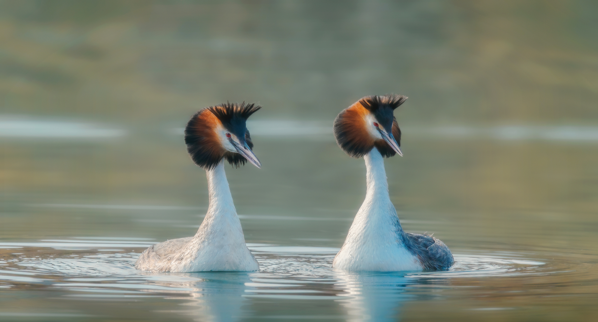 Утро для двоих