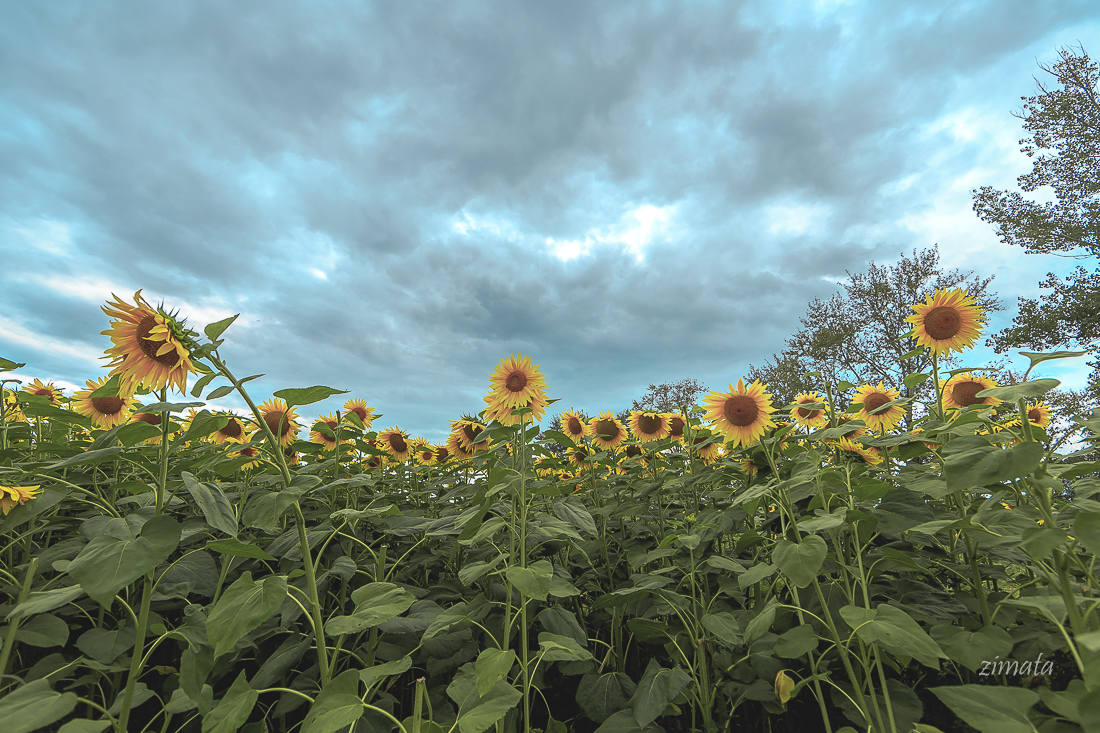 среди подсолнухов