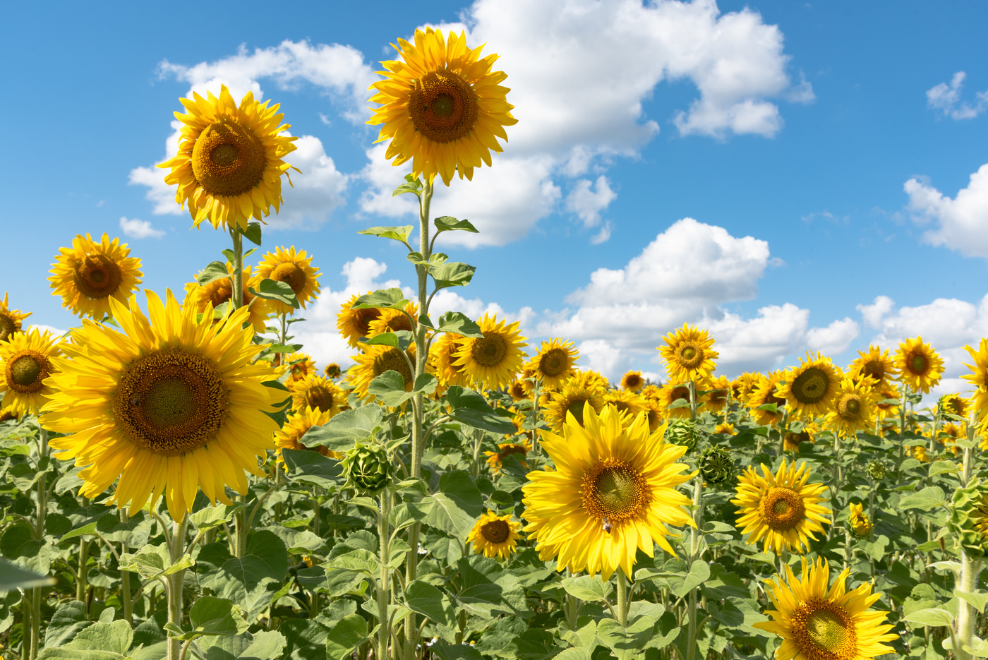 Яркий Август