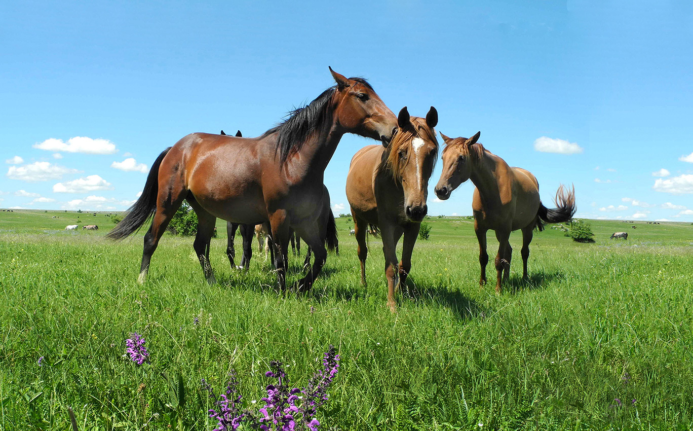 Телячьи нежности