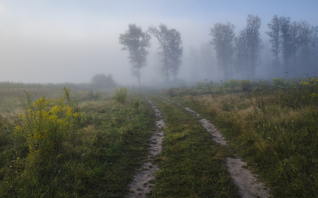 Дорога к тополиной посадке. Лето