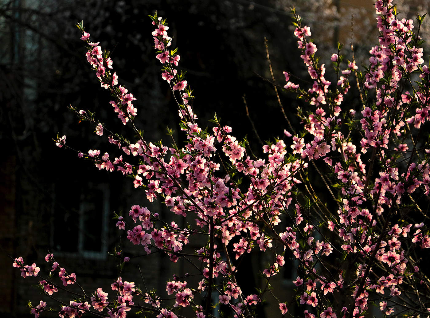Персик на закате