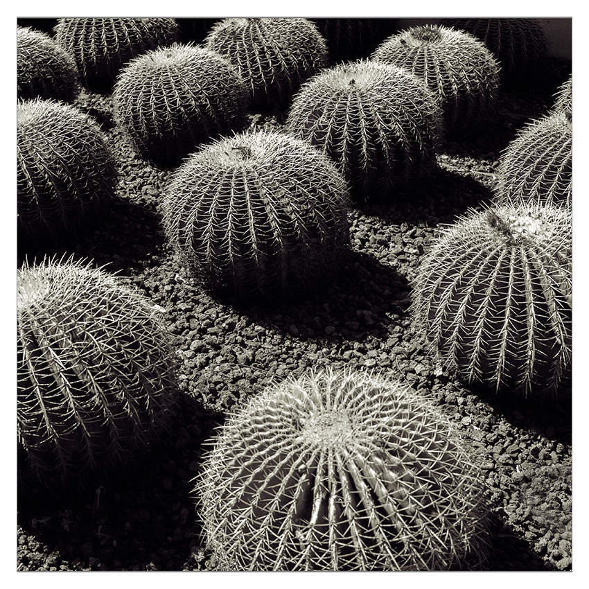 Как-то кактус