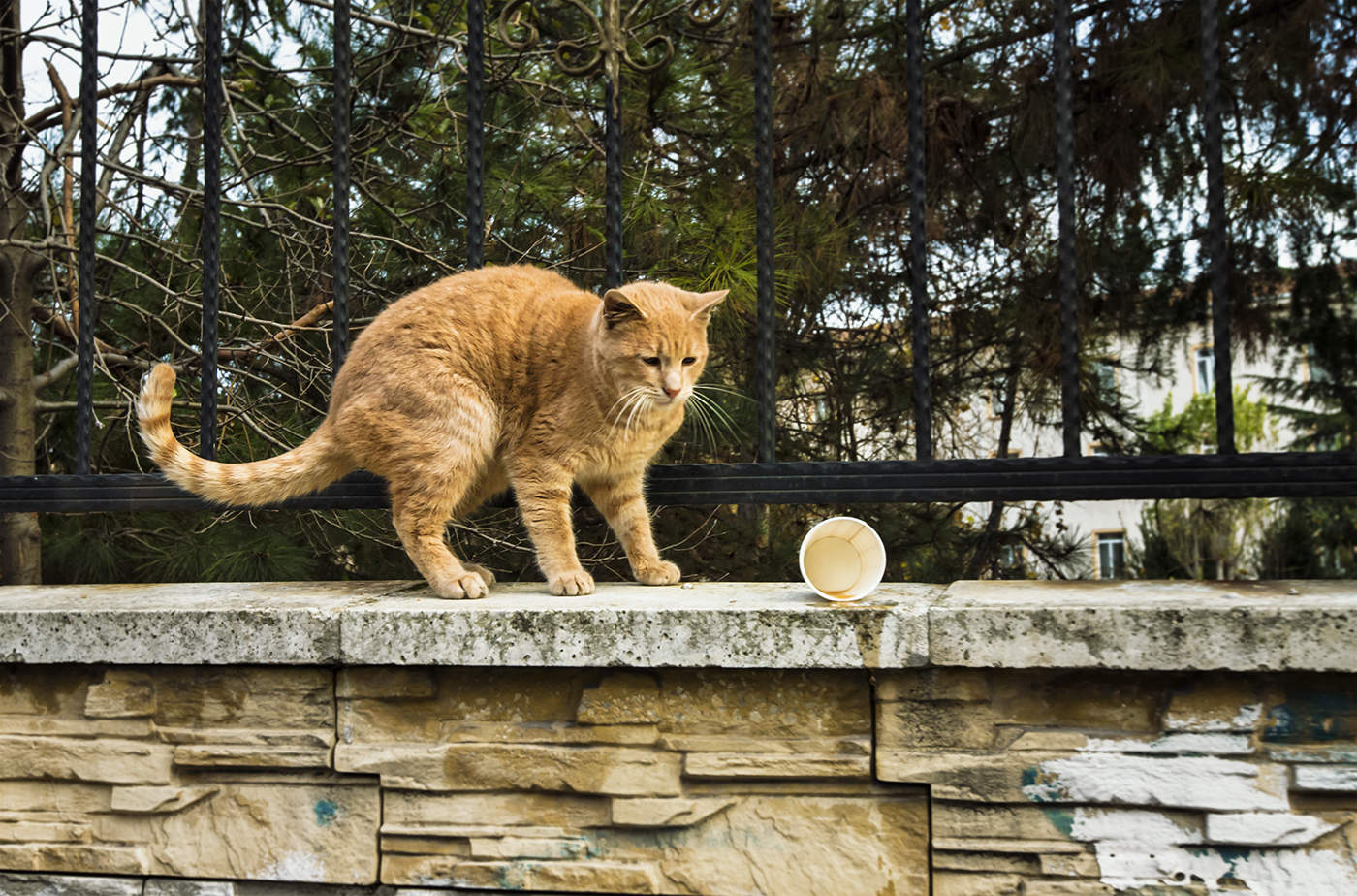 Ну вот, попил кофейку...