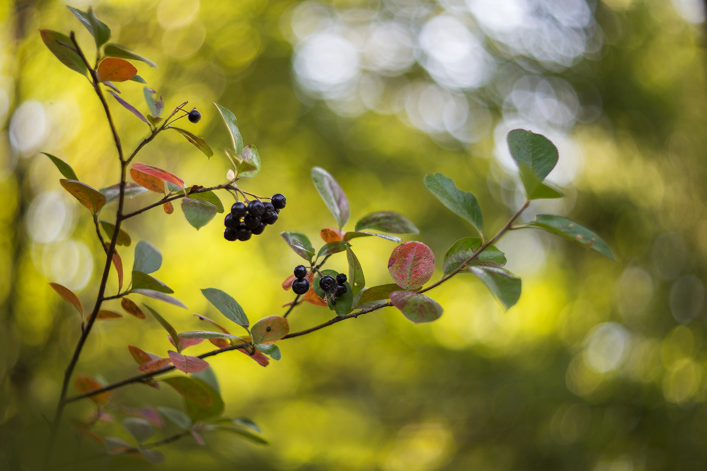 Тихие шаги осени