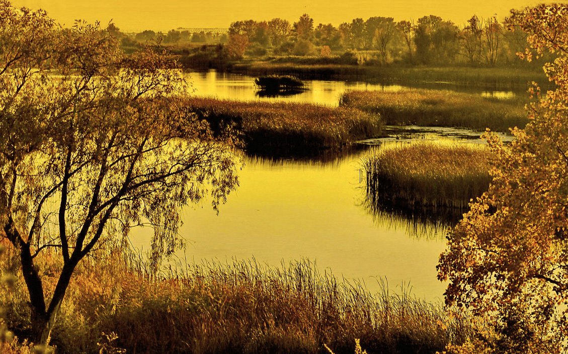 Золотые затоны