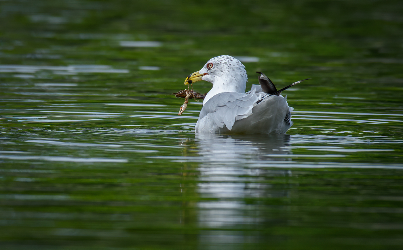 Ring-billed Gull with snack