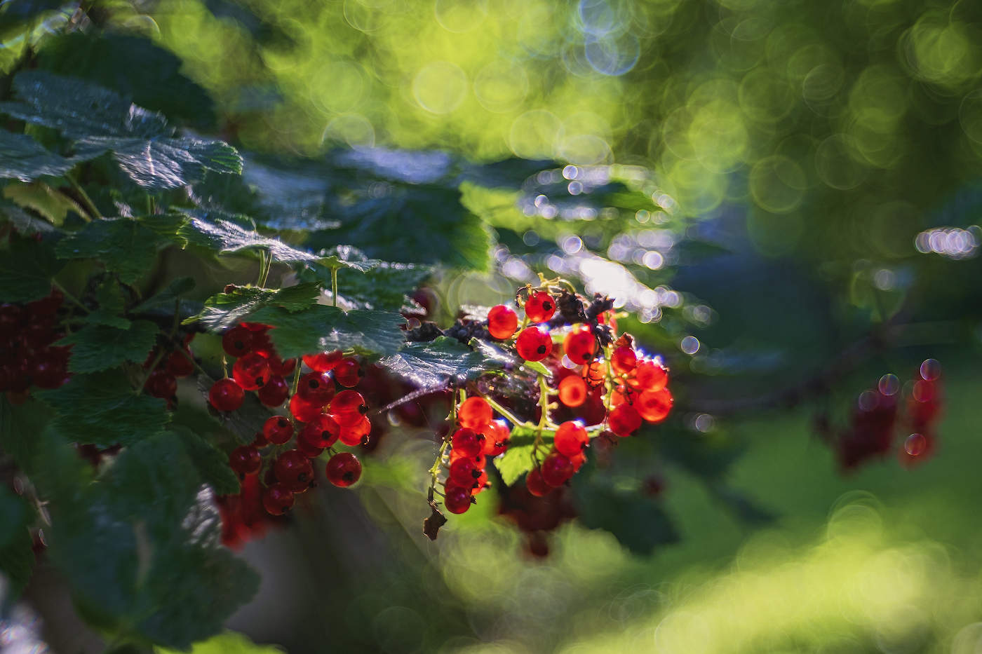 В солнечном плену