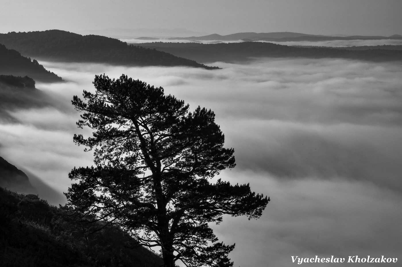 Cосна на утёсе и туманные дали