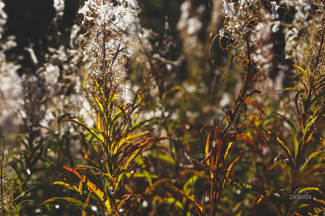 солнечный август