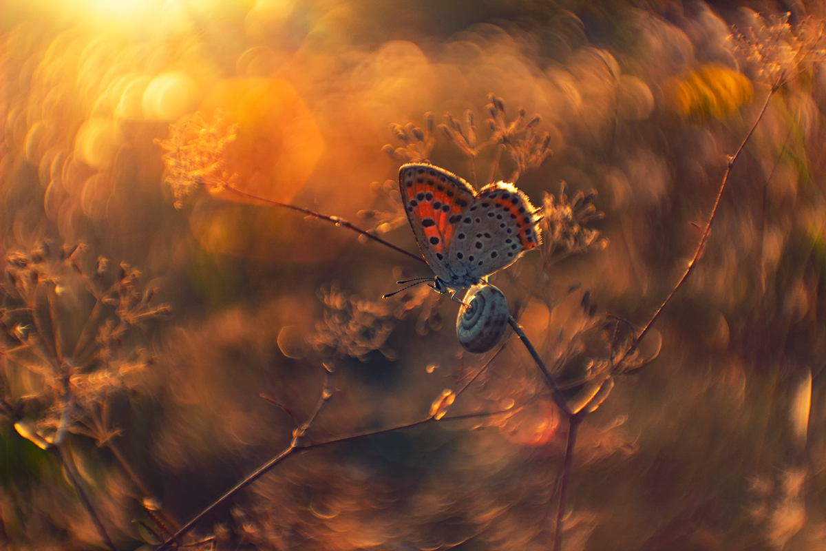 Рулевой...или туда где Солнце