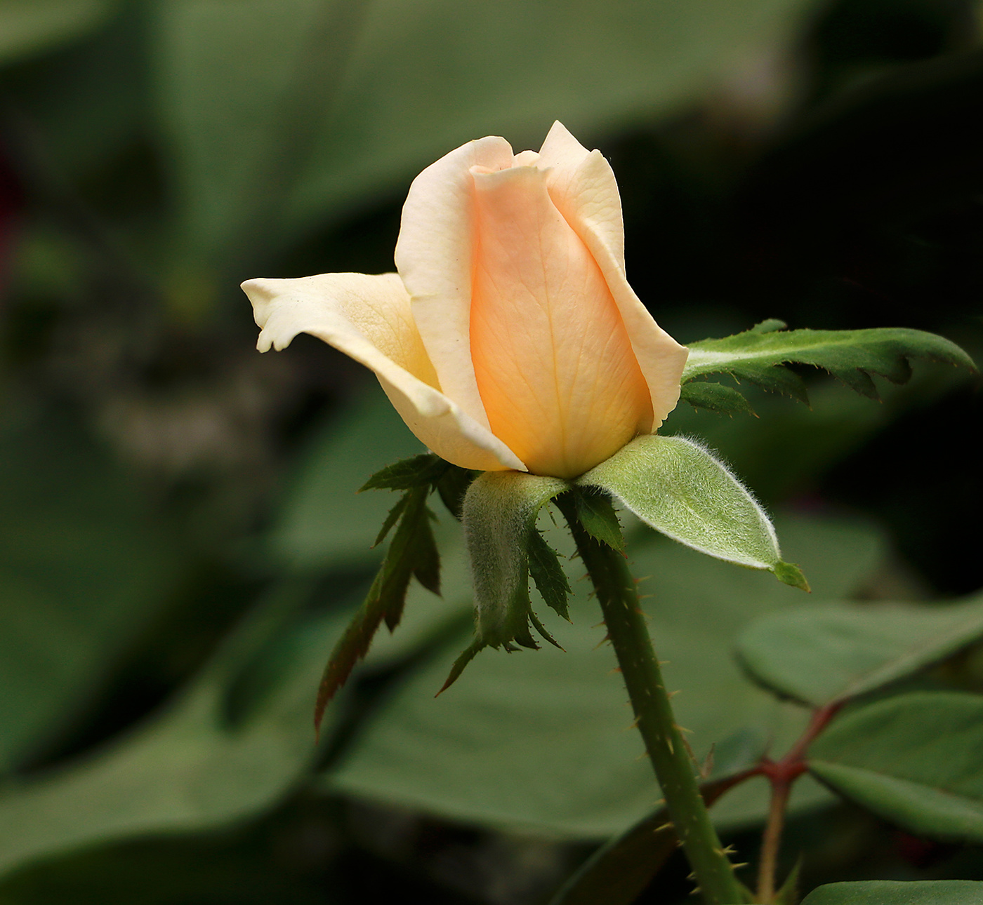 Августовская нежная