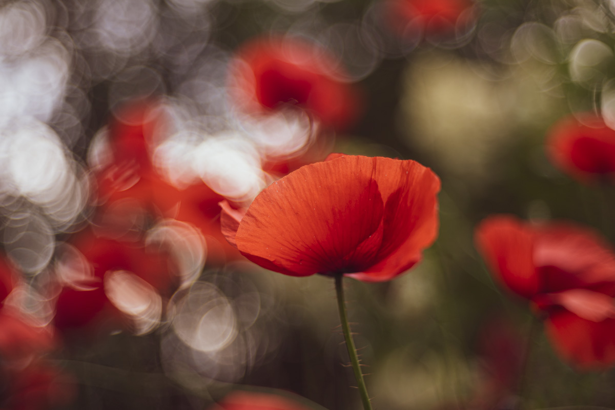 "We believe! We can! Win!"