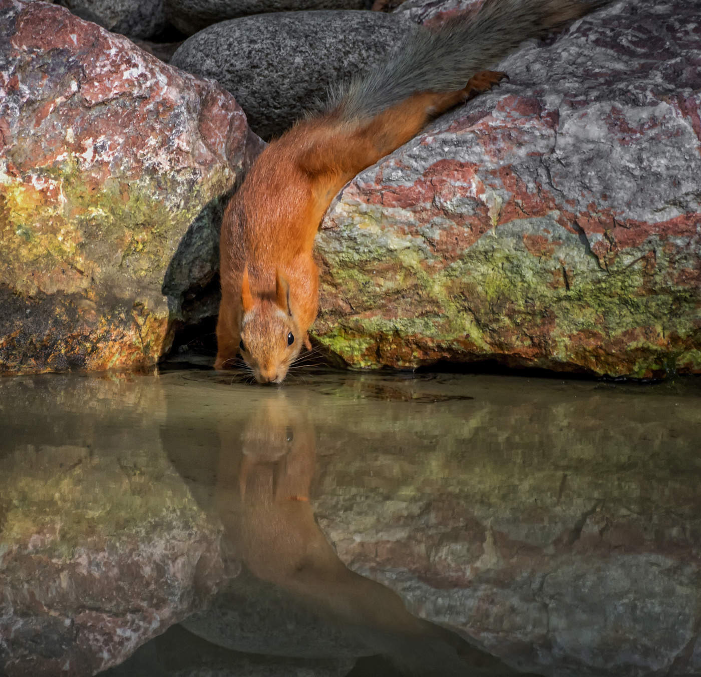 Дотянуться до воды..