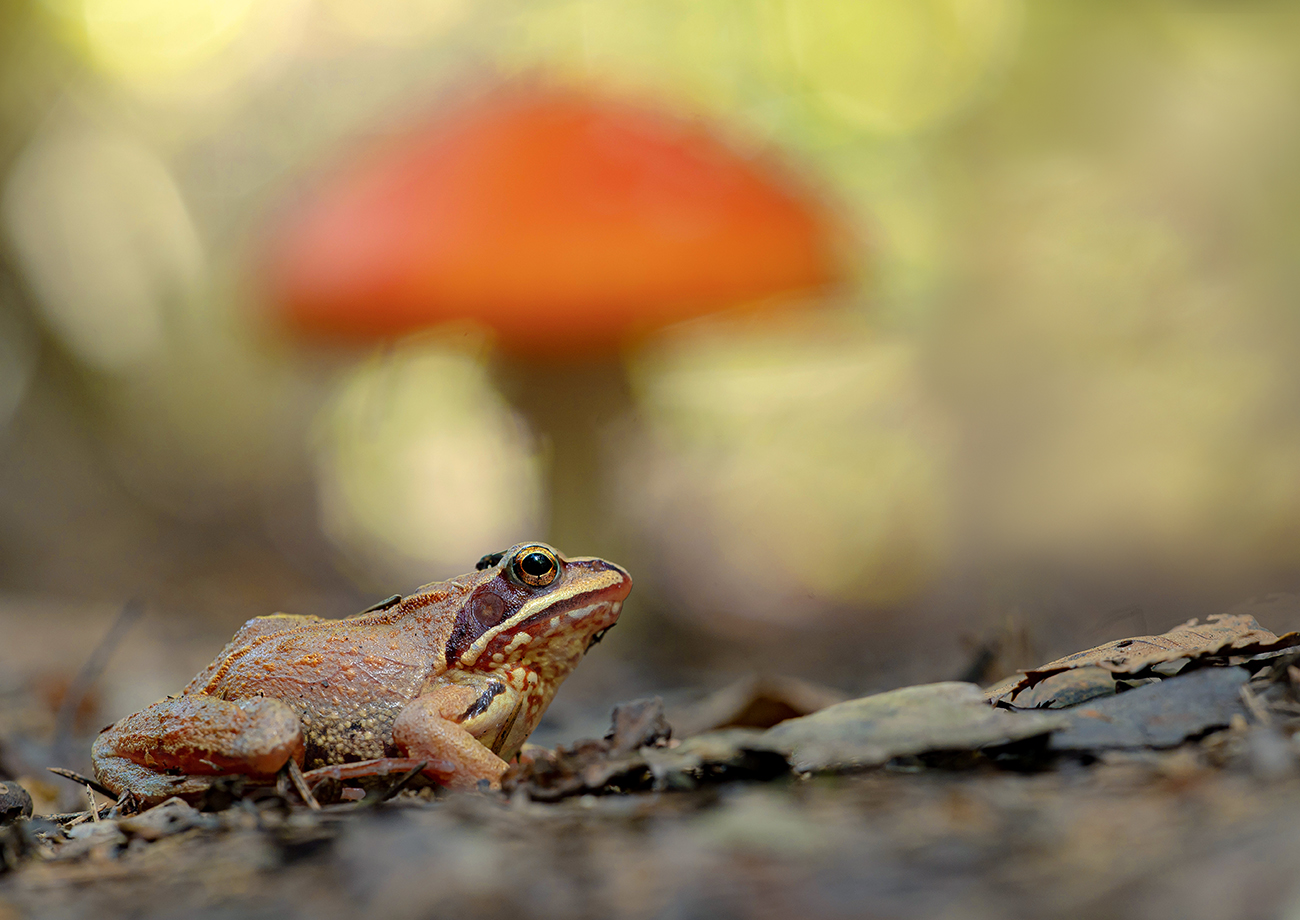 Картинка из леса