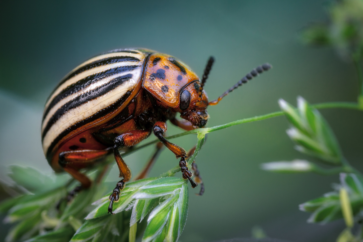 Полосатая напасть.