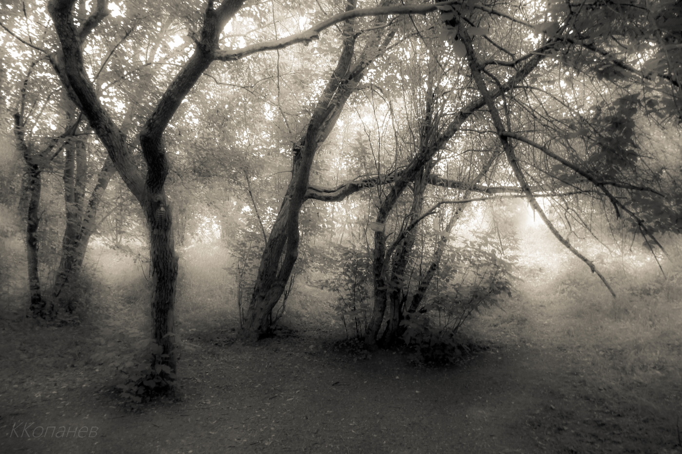 Загадки деревьев