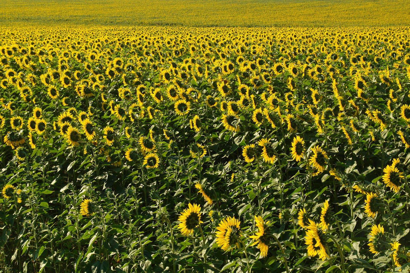 Встречая солнце