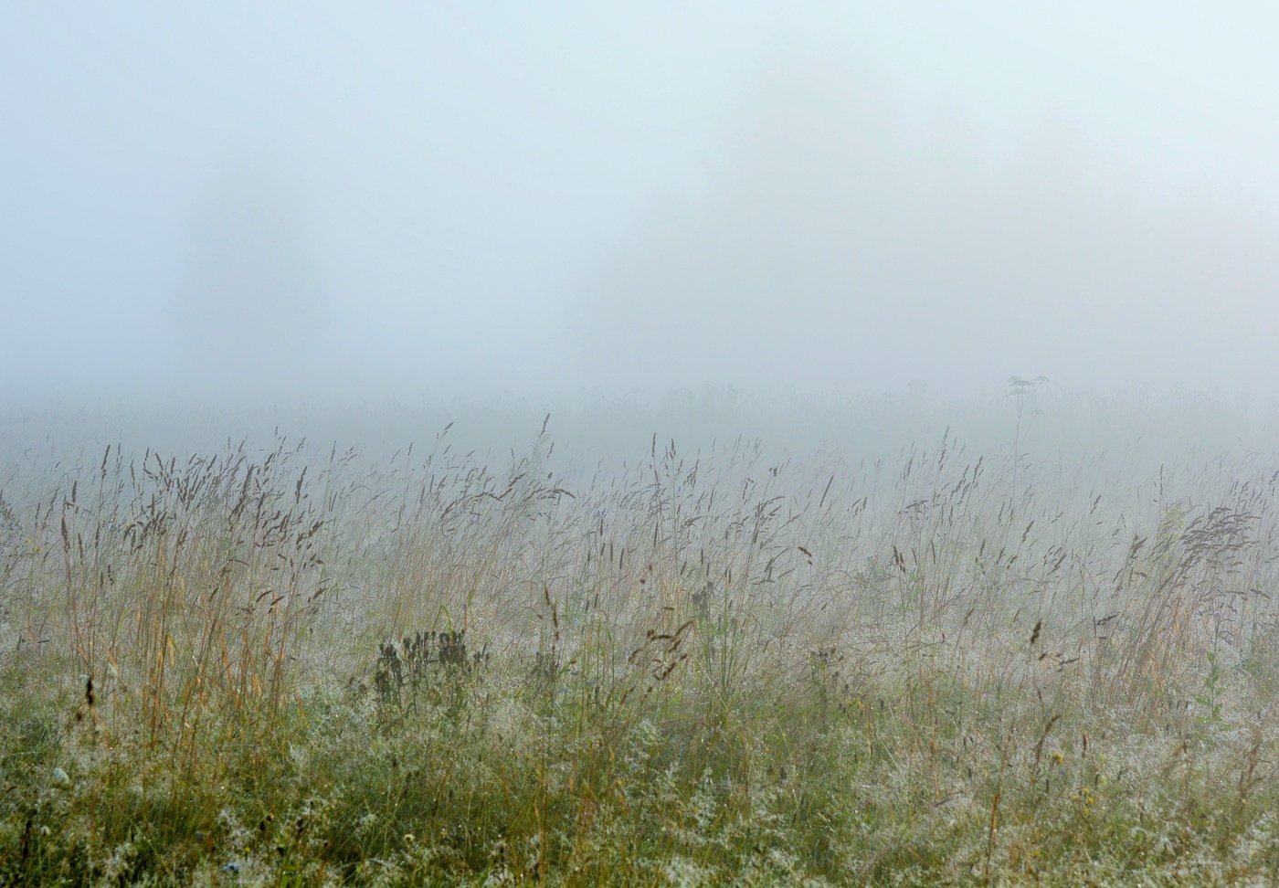 "И тишина растворится в густой, колдовской пелене..."