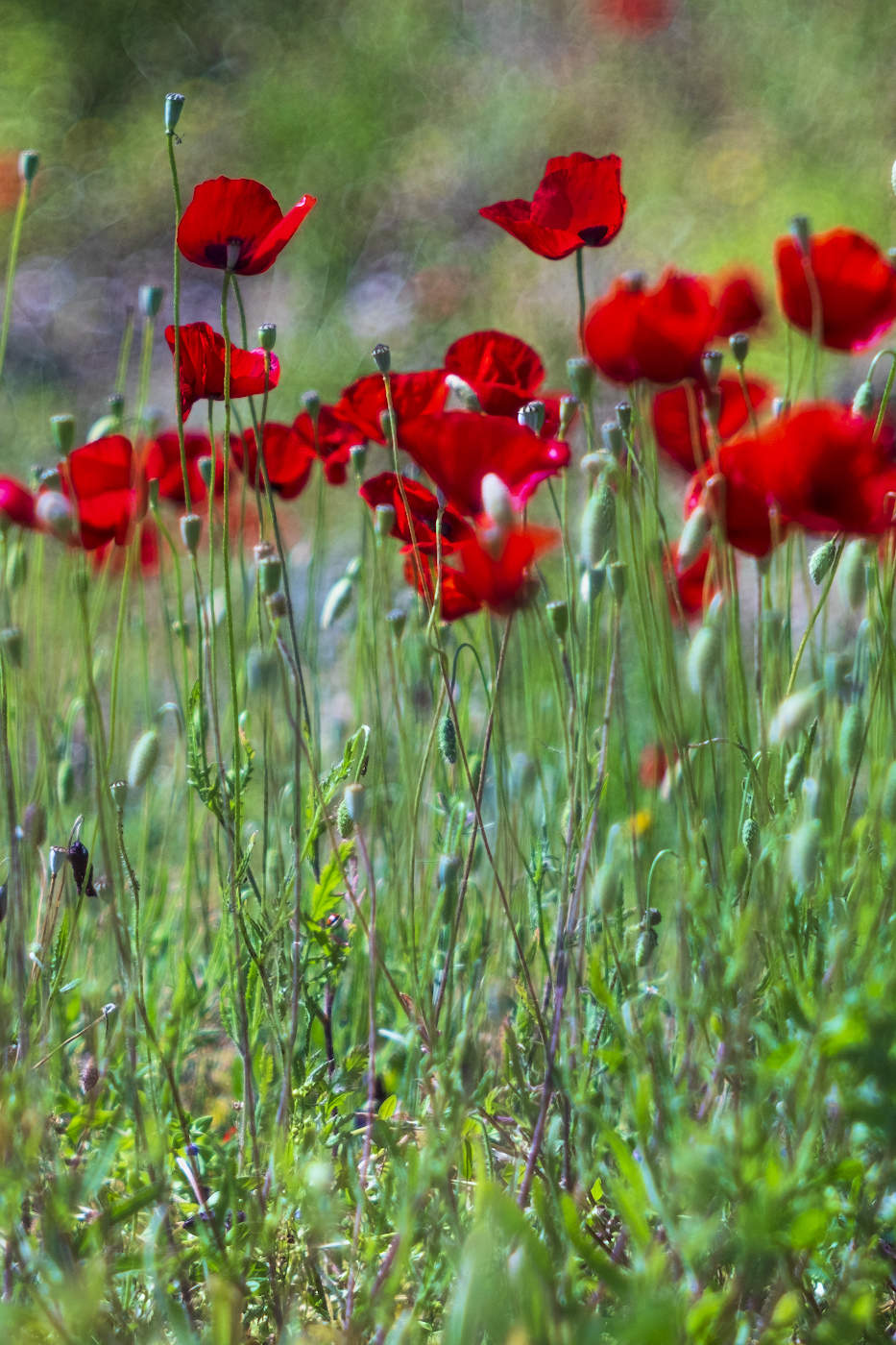 (Апрель-май)-пора цветения маков