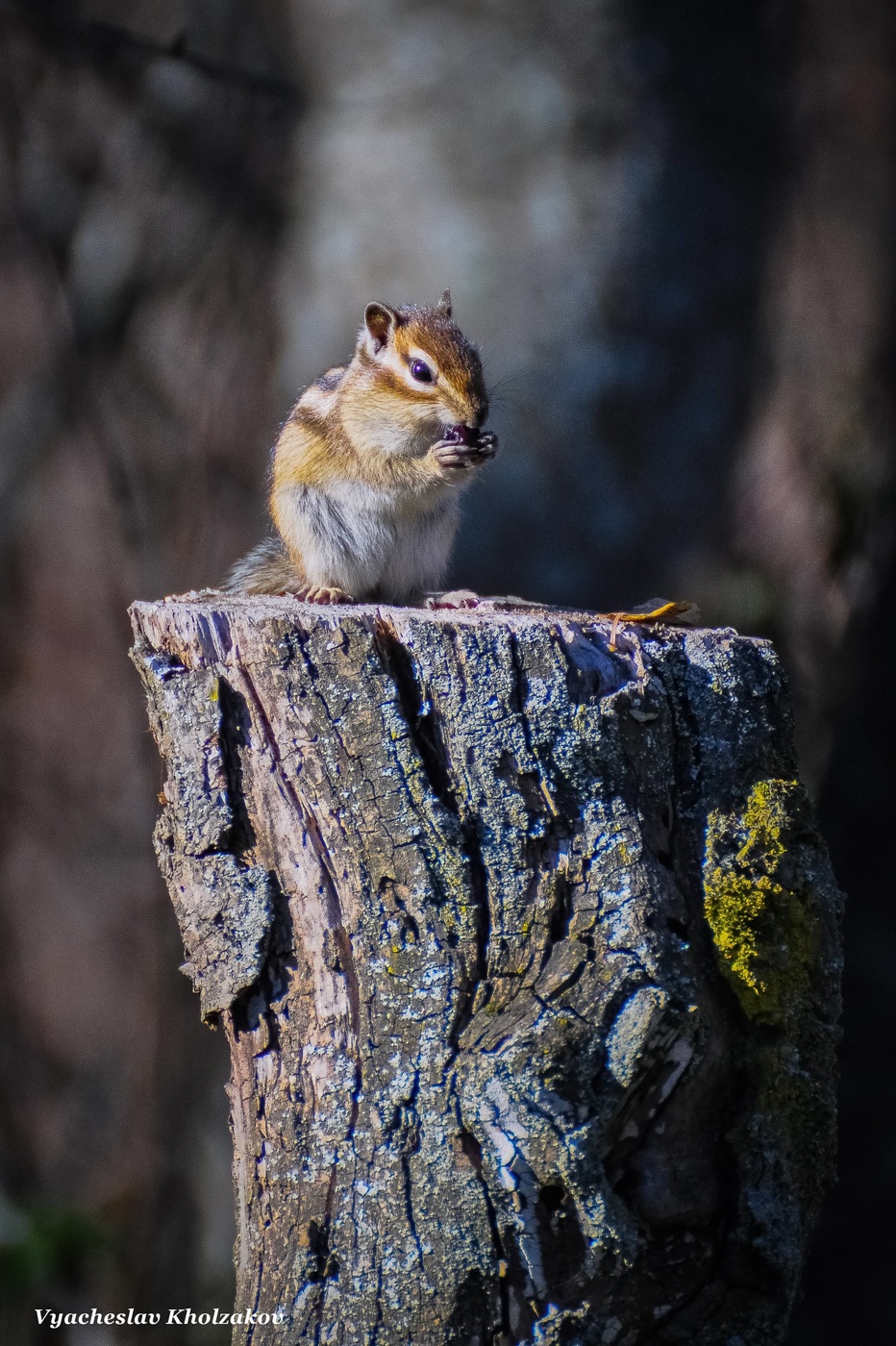 Сибирский бурундук готовится к зиме.