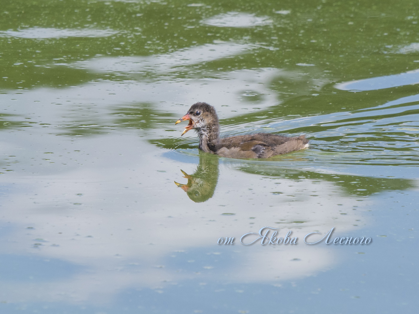 Птенец камышницы