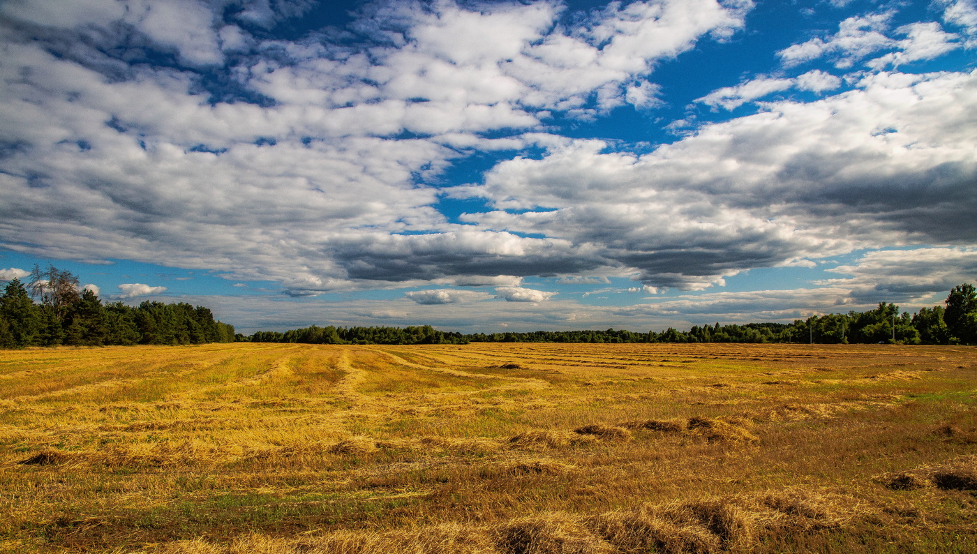 Дыханьем горьким август выжег...