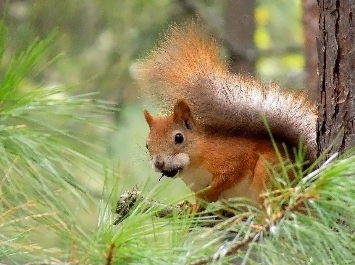 Таёжная белка