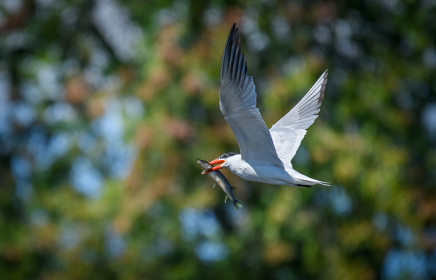 Caspian Tern