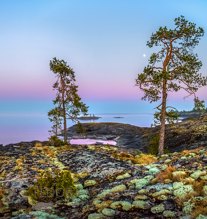 Сосны на острове