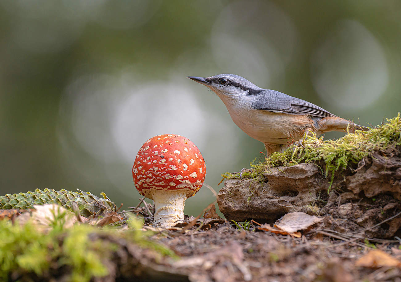Картинка из леса