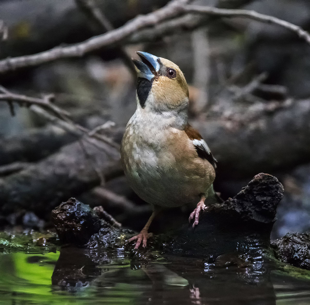 Услышал звук затвора