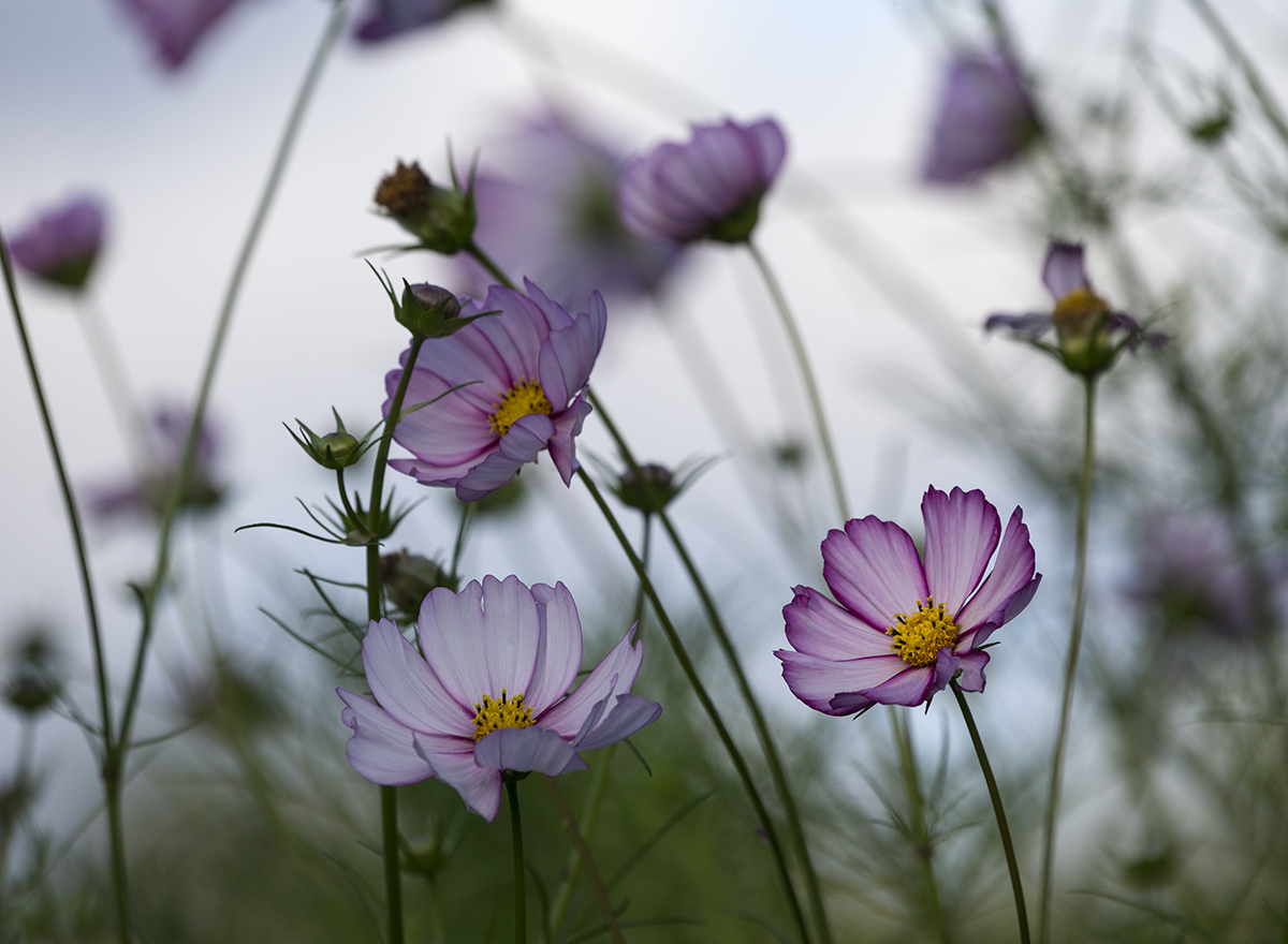 На исходе лета