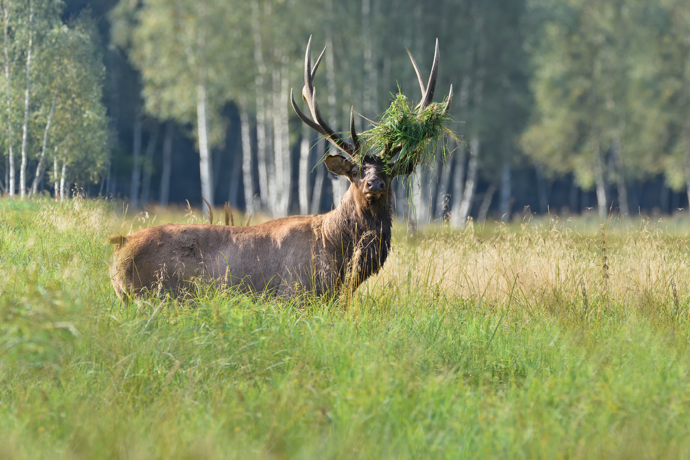 модный причесотн