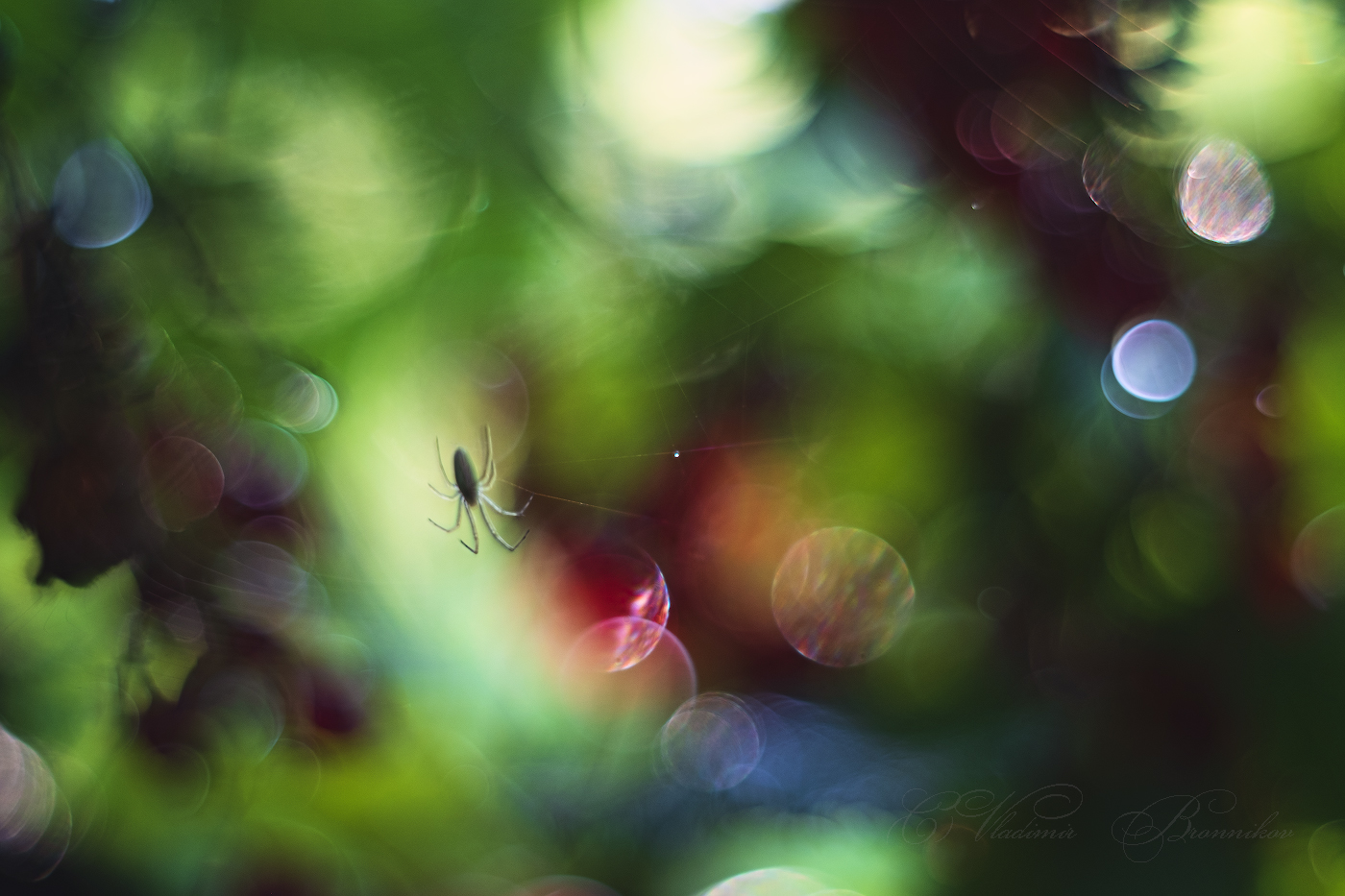 Паучок на утренней прогулке