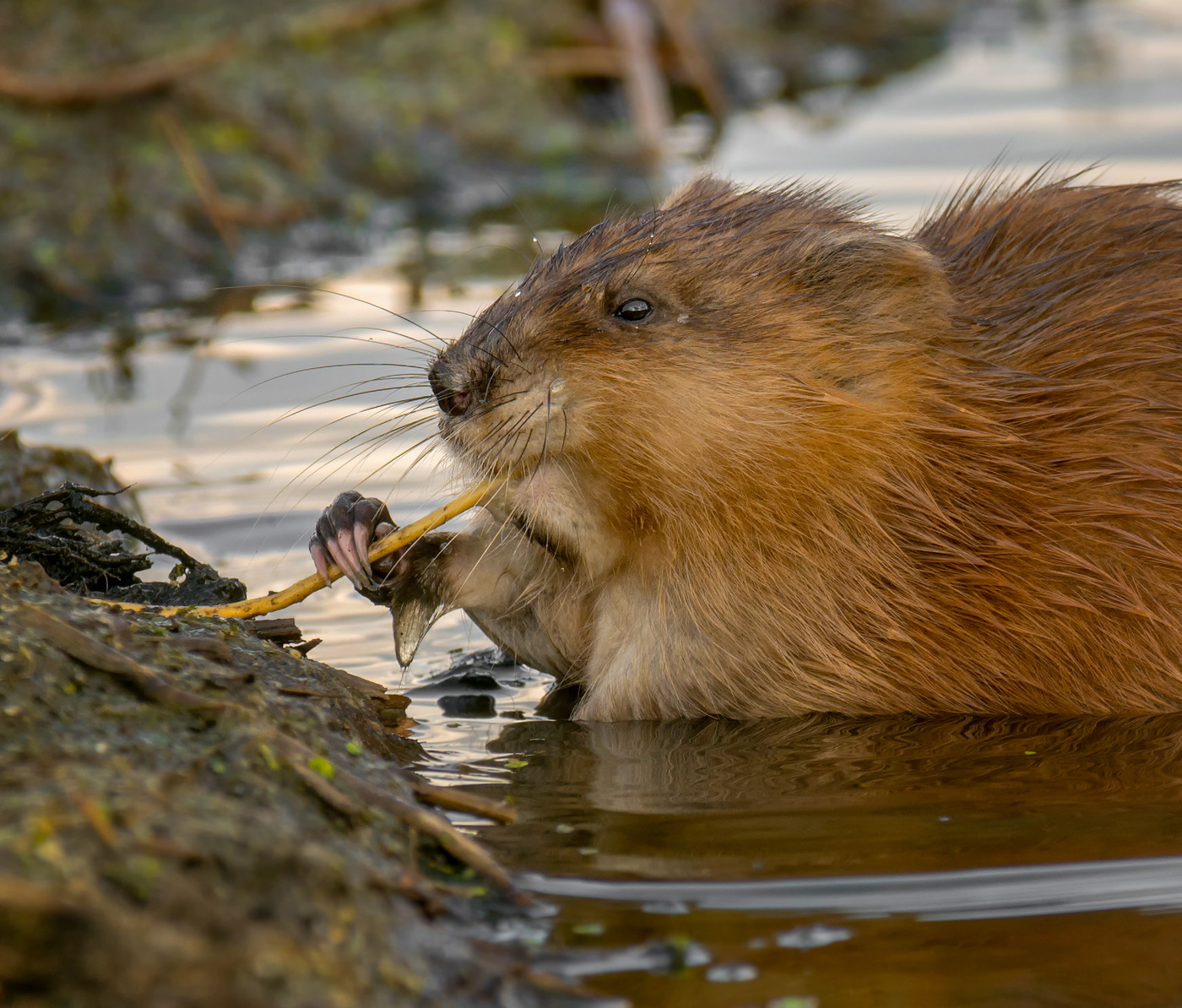 завтракаем.. вкусно и с аппетитом!