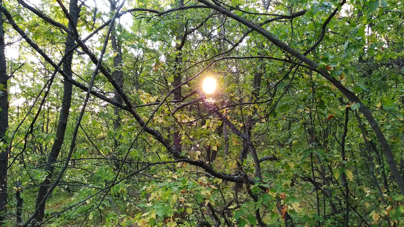 в дубовой роще на закате