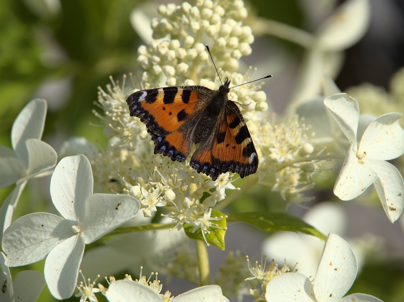 Последний осенний нектар