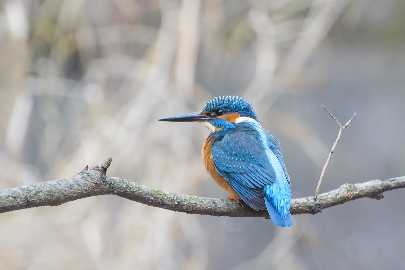 Зимородок реки Воронки