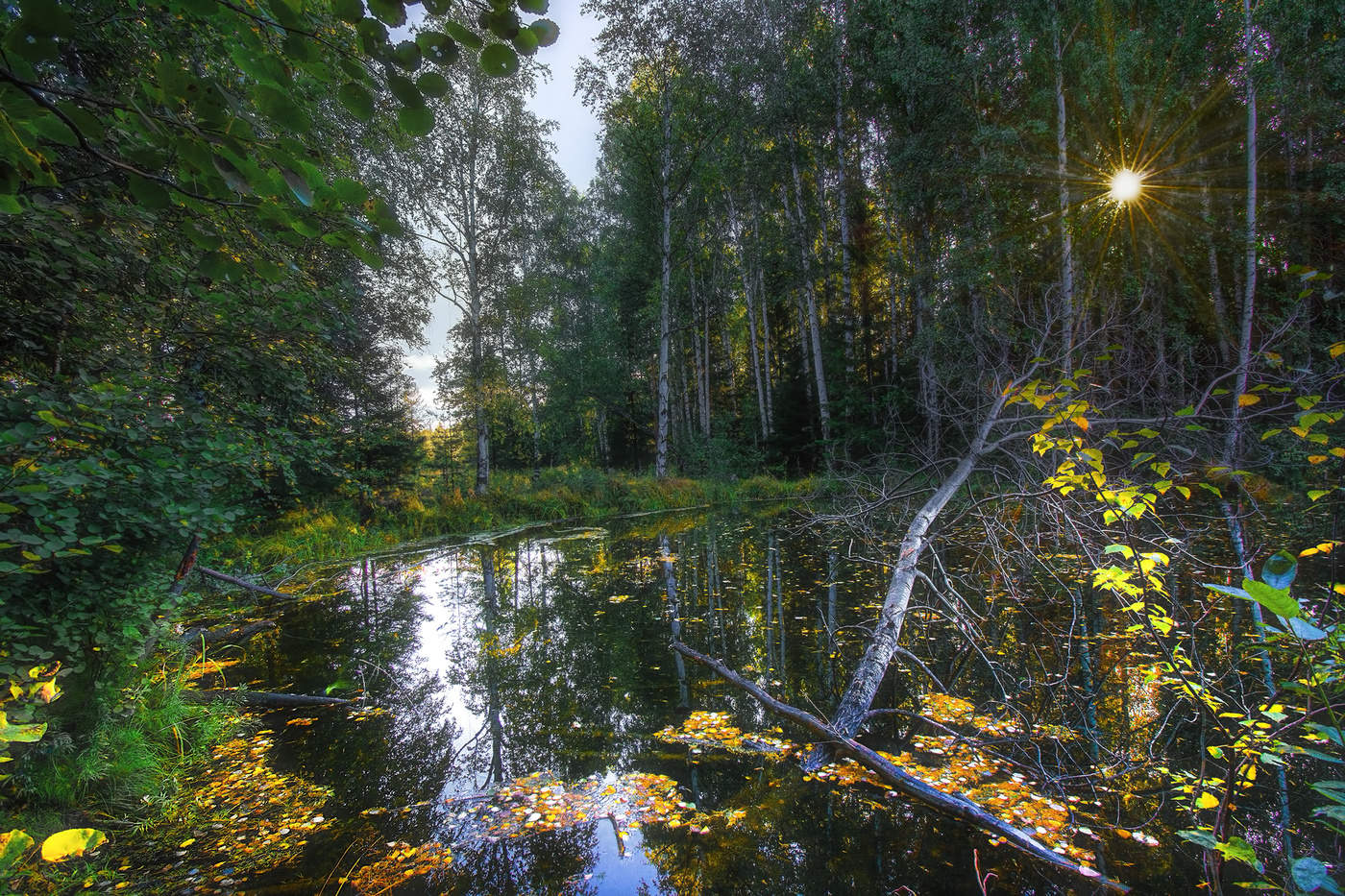 Осенний лес