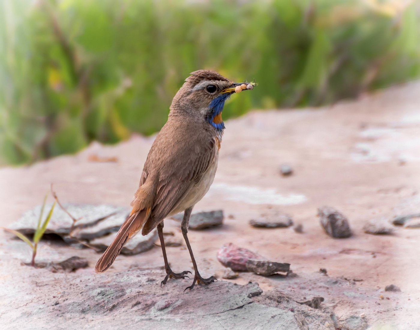 варакушка..