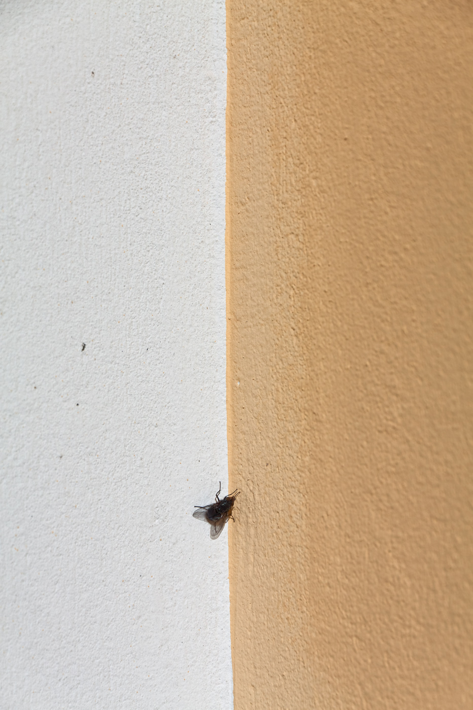 Композиция с мухой