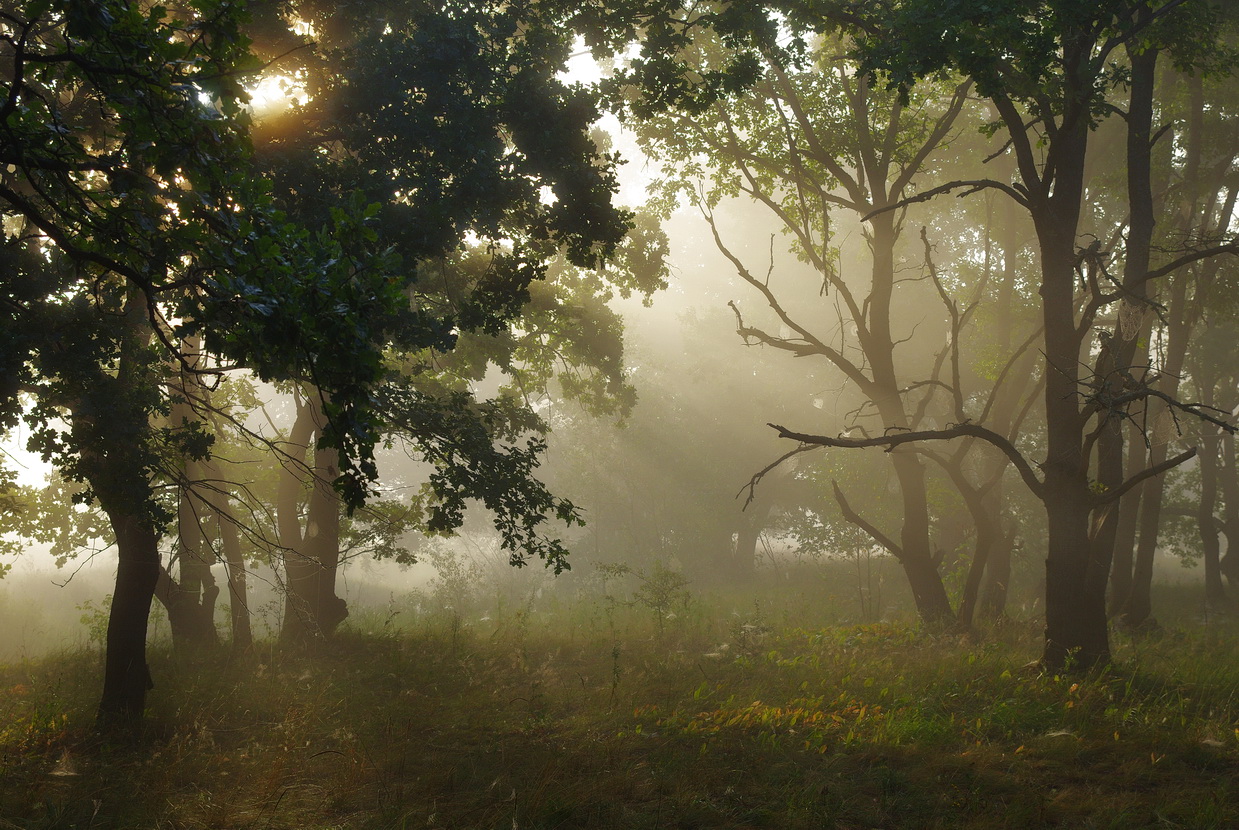 Утренний свет